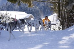 Lenk 2013